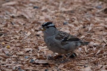 Photo of White-crowned Sparrow reported at Coquille