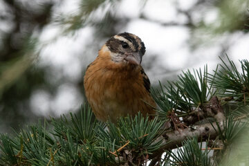 Photo of Black-headed Grosbeak reported at Coquille