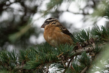 Photo of Black-headed Grosbeak reported at Coquille