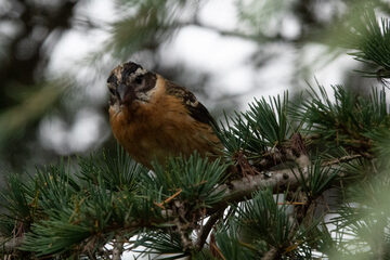 Photo of Black-headed Grosbeak reported at Coquille