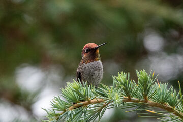 Photo of Anna's Hummingbird reported at Coquille