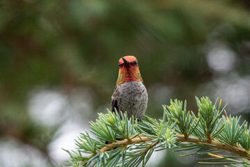 Photo of Anna's Hummingbird reported at Coquille