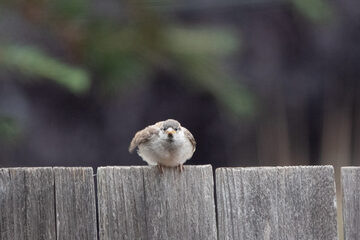 Photo of Song Sparrow reported at Coquille
