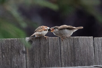 Photo of Song Sparrow reported at Coquille