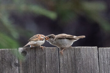 Photo of Song Sparrow reported at Coquille