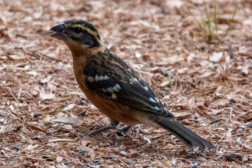 Photo of Black-headed Grosbeak reported at Coquille