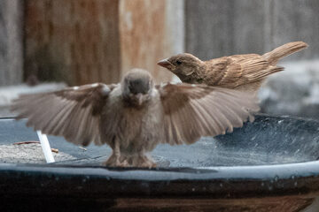 Photo of Song Sparrow reported at Coquille