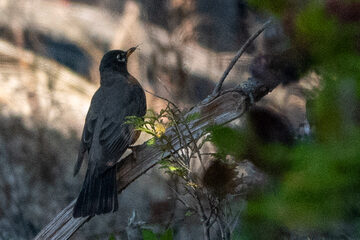 Photo of American Robin reported at Coos County area