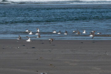 Photo of Semipalmated Sandpiper reported at Seven Devils State Recreation Site