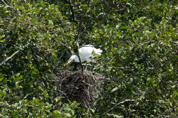 Photo of Snowy Egret reported at Charleston Bridge and South Slough