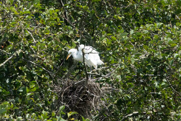 Photo of Snowy Egret reported at Charleston Bridge and South Slough