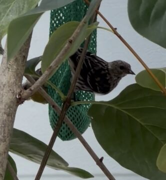 Photo of Pine Siskin reported at Coquille