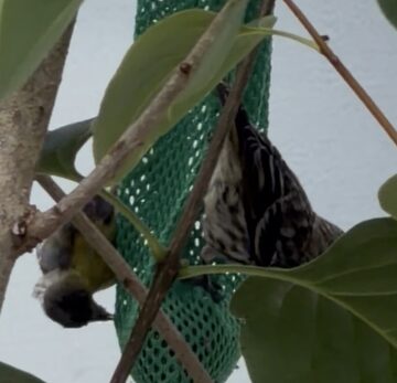 Photo of Pine Siskin reported at Coquille