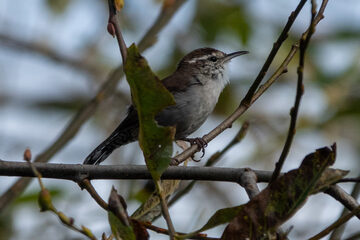 Photo of Bewick's Wren reported at Millicoma Marsh