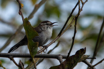 Photo of Bewick's Wren reported at Millicoma Marsh