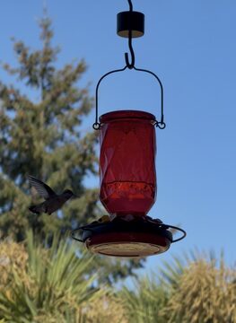 Photo of Anna's Hummingbird reported at Coquille