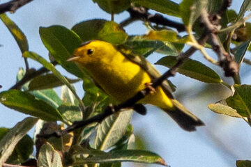 Photo of Wilson's Warbler reported at Millicoma Marsh