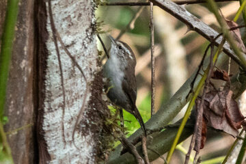Photo of Bewick's Wren reported at Millicoma Marsh