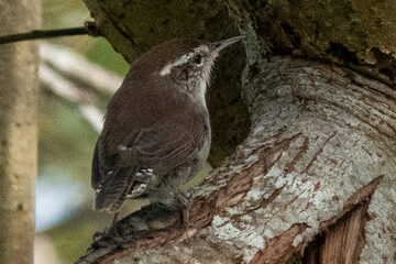 Photo of Bewick's Wren reported at Millicoma Marsh