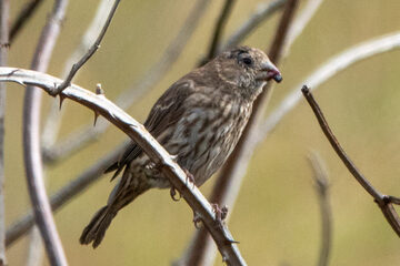 Photo of House Finch reported at Millicoma Marsh