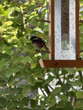Photo of Chestnut-backed Chickadee reported at Coquille