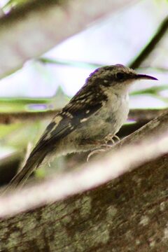 Photo of Brown Creeper reported at Powers County Park
