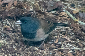 Photo of Dark-eyed Junco reported at Coquille