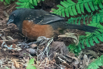 Photo of Spotted Towhee reported at Coquille